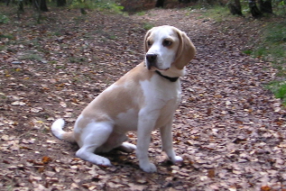 Dog Walking Dog Walking Fleet Dog Walking Yateley