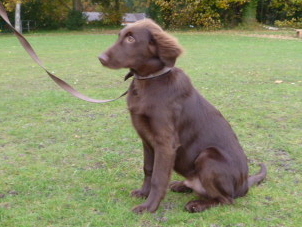 Rufus