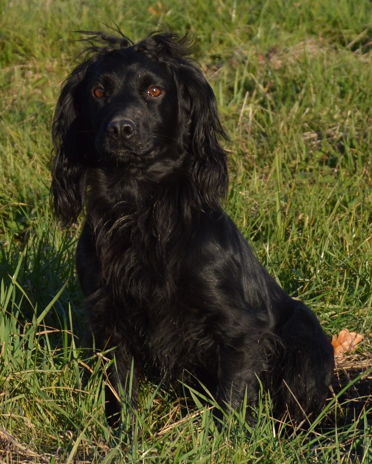 Spud1