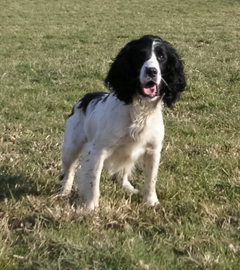 dogmix_008a