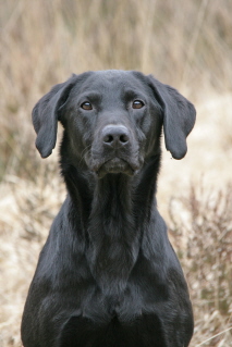 dogpics_003