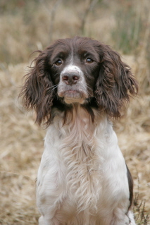 dogpics_044